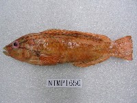 藏品(日本擬隆頭魚)的圖片